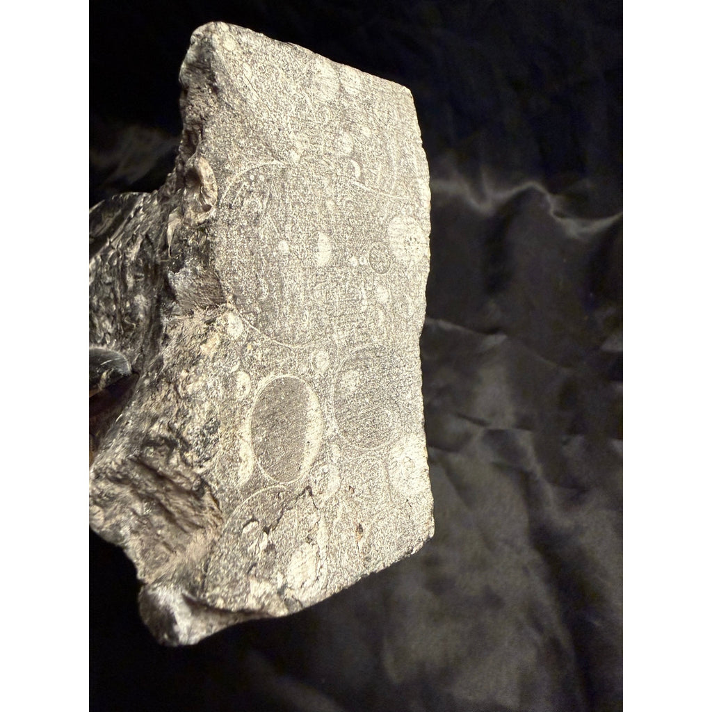 Orthoceras Fossil Tower 5LB 90Z 12” from Morocco Prehistoric
