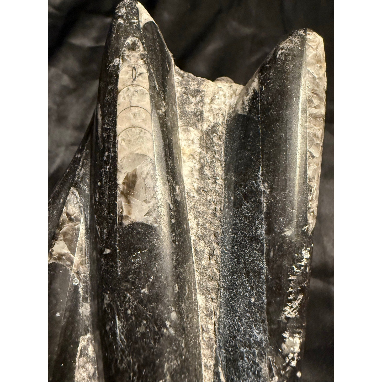 Orthoceras Fossil Tower 5LB 90Z 12” from Morocco Prehistoric